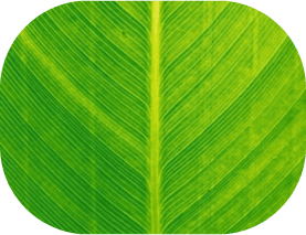 Green leaf representing independence